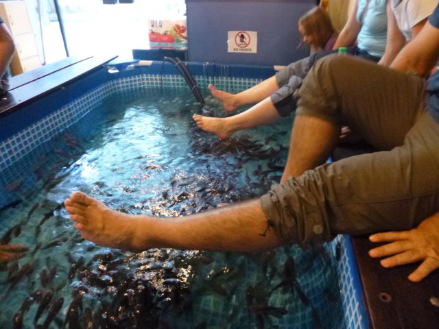 Fische 1