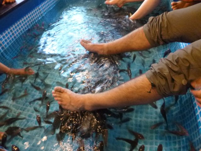 Fische 2