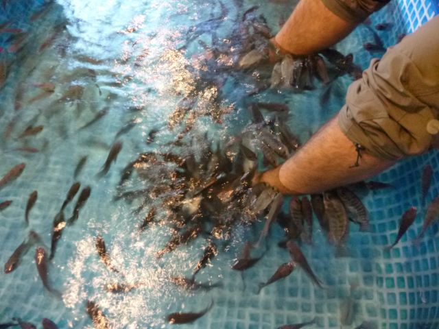 Fische 3