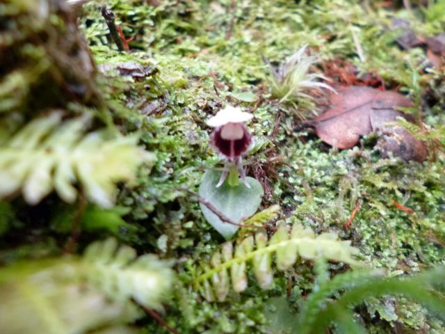Nur eine Handvoll Orte sind bekannt, an denen diese Orchidee wächst
