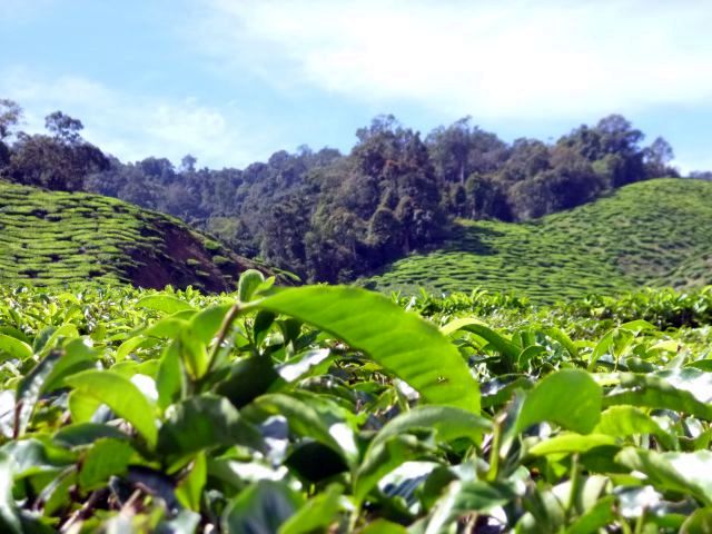Teeplantage in den Cameron Highlands