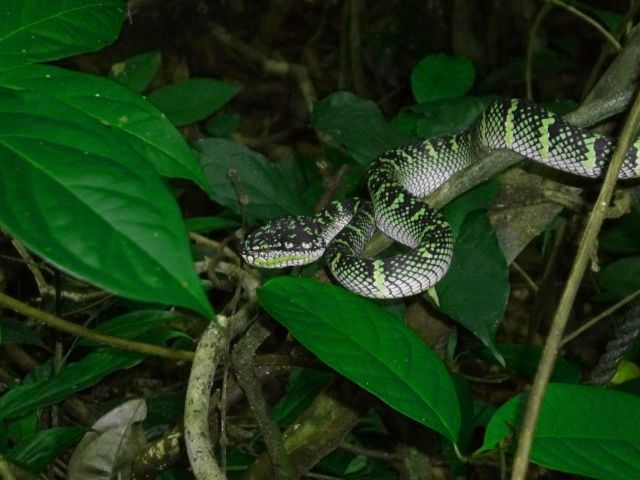 Temple Pit Viper