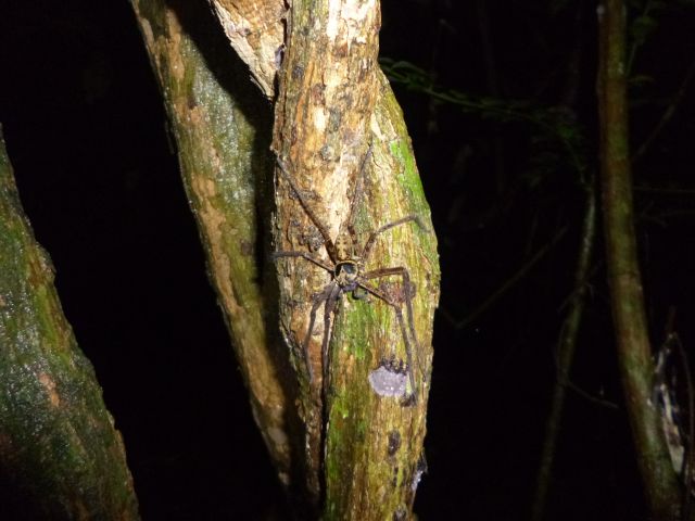 Arachnophobiker würden in diesem Urwald augenblicklich zu Staub zerfallen