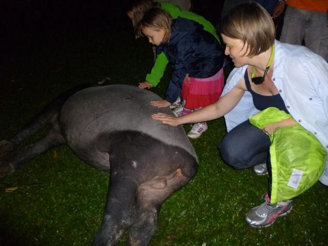 Der Tapir scheint zufrieden zu sein