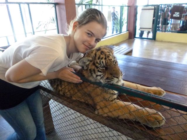 Schmusetiger