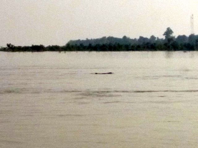 Leider der einzige verschwommene Beleg für die Irawadi-Delfine des Mekongs...erinnert irgendwie an Loch Ness.