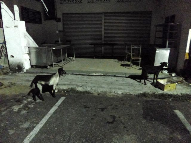 Die gemeine Straßenziege in ihrem Tarnkleid in Nachtschwarz und Asphaltgrau