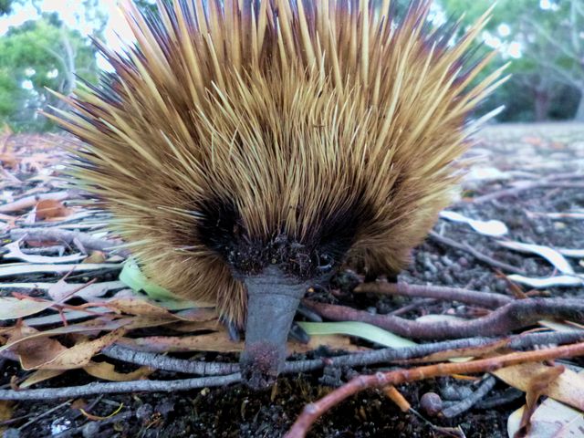 Ein neugieriger Echidna bewundert unsere Kamera....ob man die wohl essen kann?