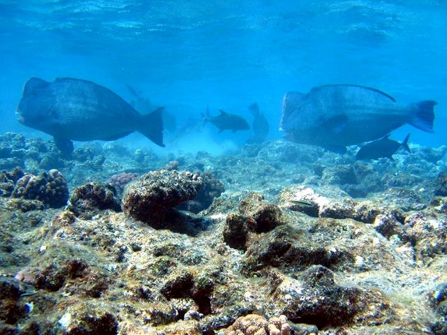 Ein Paar Büffelkopf Papageifische (''Bolbometopon muricatum''). North Horn, Osprey Reef, Coral Sea | Title = 176907357 | Photographer = Richard Ling