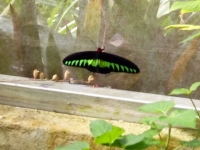 p1010486