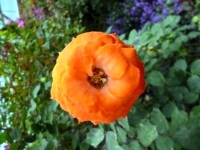 p1010627