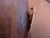 p1020535