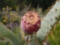 P1100375