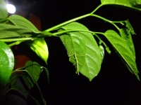 p1010969