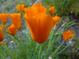 P1100899