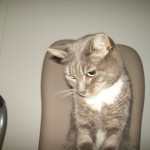 Miau