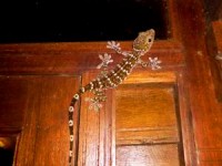 Gecko