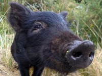 Schwein gehabt!